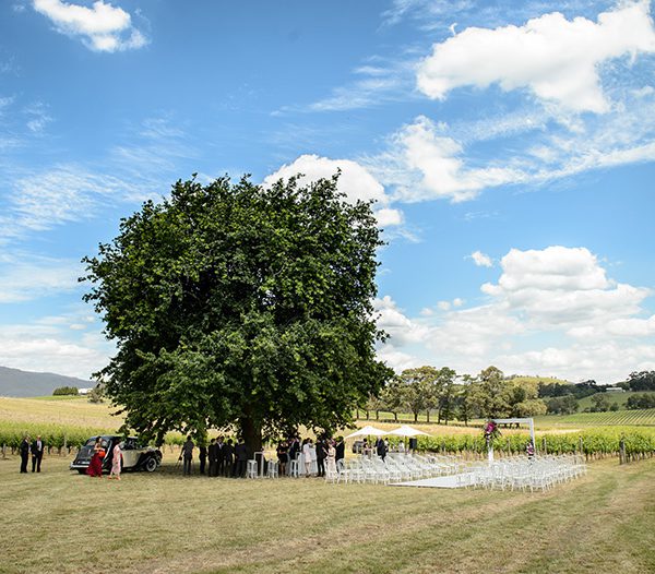 Ezard At Levantine Hill